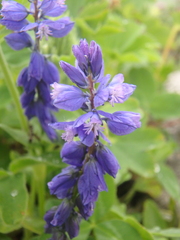 Polygala caucasica