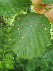 Eriophyes alniincanae