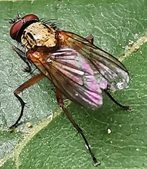 Dexia rustica