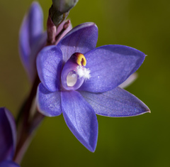 Thelymitra × truncata