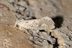 Acrolophus popeanella