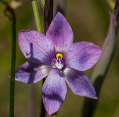 Thelymitra × truncata