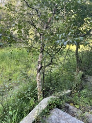 Betula costata