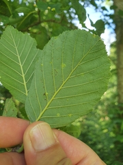 Eriophyes alniincanae