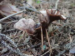 Gomphus clavatus