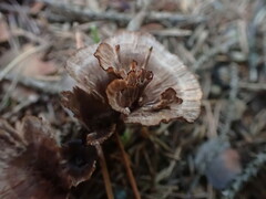 Gomphus clavatus