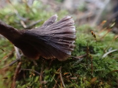 Gomphus clavatus