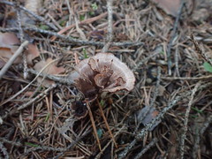 Gomphus clavatus
