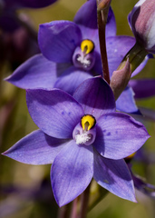 Thelymitra × truncata