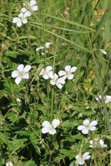 Geranium viscosissimum