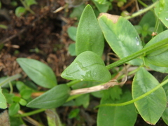 Polygala caucasica