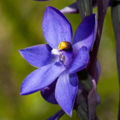 Thelymitra × truncata