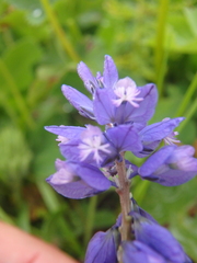 Polygala caucasica