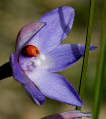 Thelymitra × truncata
