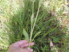 Physostegia digitalis