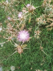 Centaurea
