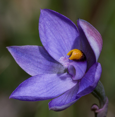 Thelymitra × truncata