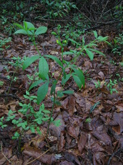 Thermopsis mollis