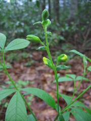 Thermopsis mollis
