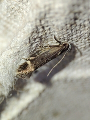 Aproaerema anthyllidella