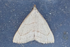 Macrochilo litophora