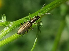 Chrysanthia geniculata