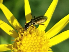 Chrysanthia geniculata