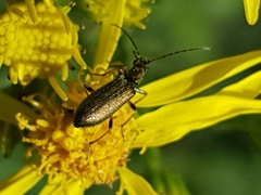 Chrysanthia geniculata