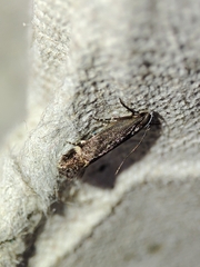 Aproaerema anthyllidella