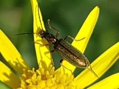 Chrysanthia geniculata