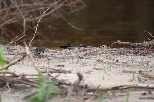 White-bibbed Swallow (Hirundo nigrita), photo 6