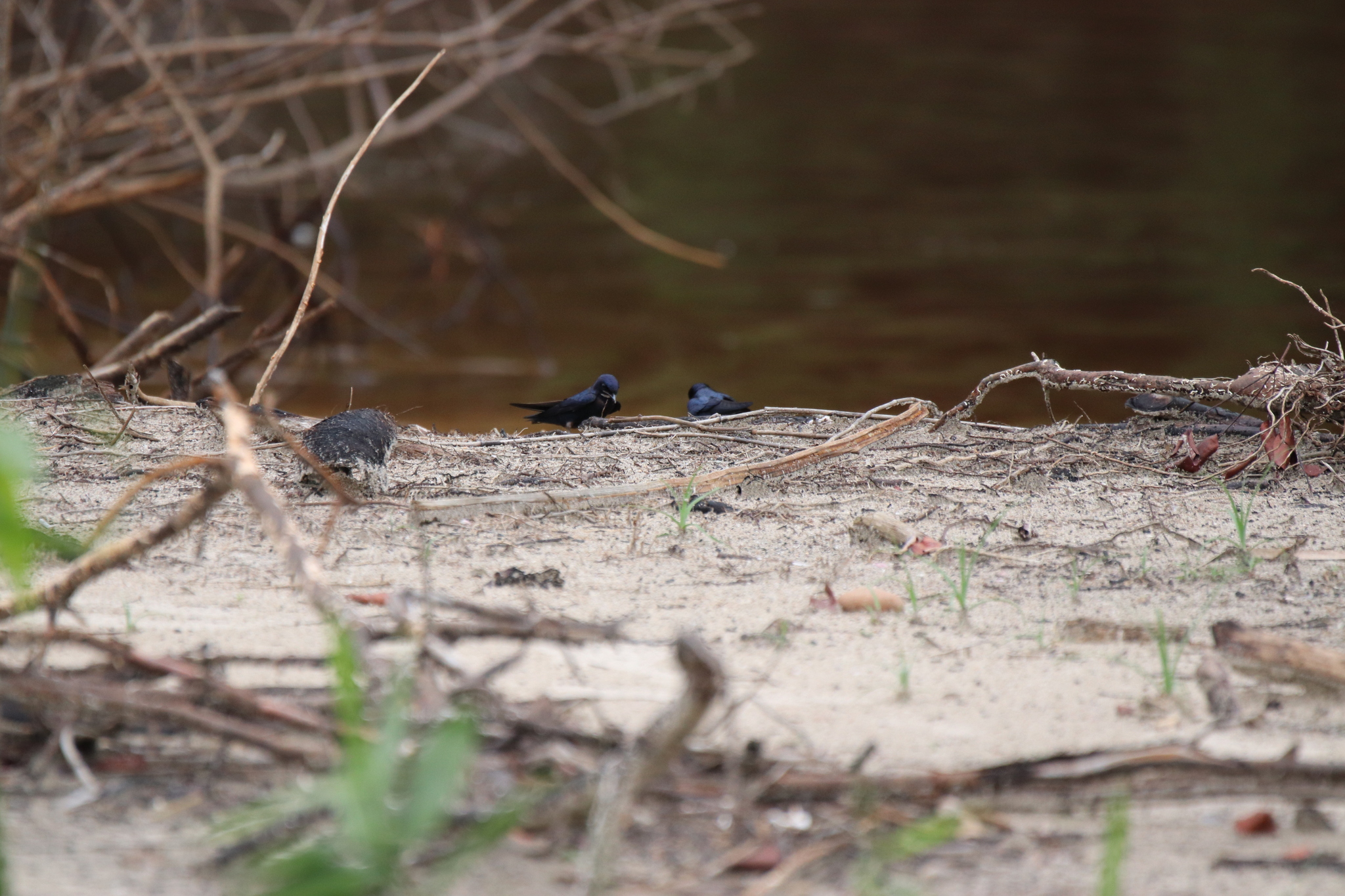 White-throated Blue Swallow (Hirundo nigrita)