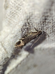 Aproaerema anthyllidella