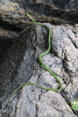 Hapsidophrys smaragdinus