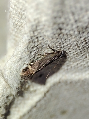 Aproaerema anthyllidella