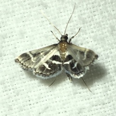 Diasemiodes janassialis