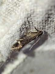 Aproaerema anthyllidella