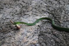 Hapsidophrys smaragdinus