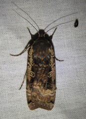 Noctua pronuba