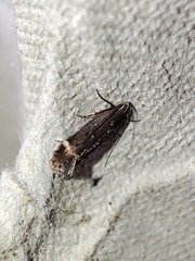 Aproaerema anthyllidella