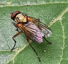 Dexia rustica