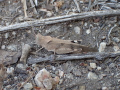 Trimerotropis thalassica