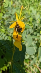Bombus impatiens
