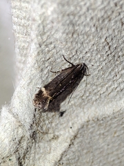 Aproaerema anthyllidella