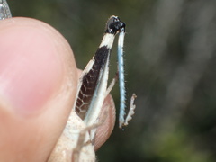 Trimerotropis thalassica