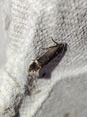 Aproaerema anthyllidella