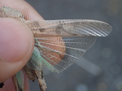 Trimerotropis thalassica