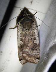 Noctua pronuba