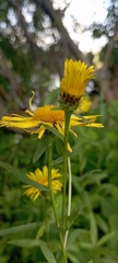 Pentanema salicinum