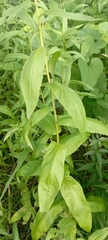 Pentanema salicinum